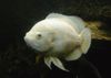 белый Рыба Астронотус (Астронотус-оскар, Астронотус  павлиний глаз) фото