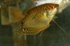Gold Fisch Trichogaster Trichopterus Trichopterus foto