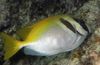 Foxface Two Barred Rabbitfish