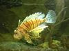 Rayé poisson Lionfish Volitan photo
