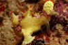 Spotted  Warty frogfish (Clown frogfish) photo