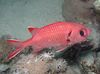 na rialacháin alfainsını, iasc saighdiúir, éisc flashlight, péirse mhara, spinyfin Bán-Edged (Soldierfish Blotcheye)