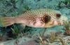 puffers Hvit-Spotted Puffer