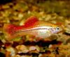Guld Fisk Xiphophorus Maculatus foto
