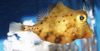 Gul Boxfish