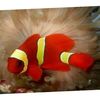 Yellows Maroon Clownfish