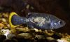 Плямистий Риба Зоогенетікус фото