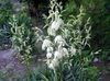 Adam's needle, Spoonleaf Yucca, Needle-Palm