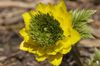 ყვითელი ყვავილების Adonis ფოტო