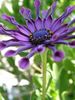 фиолетовый Цветок Остеоспермум (Капская маргаритка) фото