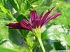 күрең Osteospermum (Cape Daisy)
