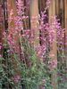 粉红色 花 藿香，混合八角牛膝草，墨西哥薄荷 照片
