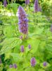 lilac Flower Agastache, Hybrid Anise Hyssop, Mexican Mint photo