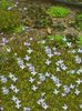 светло плава Цвет Алпине Блуетс, Планински Блуетс, Куакер Даме фотографија