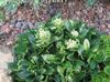 white Flower Alpine Penny-cress photo