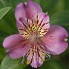 lila Cvet Alstroemeria, Perujski Lily, Lily Inkov fotografija