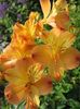 помаранчевий Квітка Альстремерія фото
