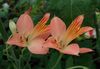 pinkki Kukka Alstroemeria, Perun Lilja, Liljat kuva