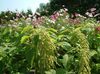მწვანე ყვავილების Amaranthus, სიყვარული ტყუილების-სისხლდენა, Kiwicha ფოტო