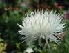 თეთრი ყვავილების Amberboa, ტკბილი Sultan ფოტო