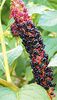 svart Blomma Amerikan Pokeweed, Inkberry, Pidgeonberry foto