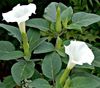 λευκό λουλούδι Τρομπέτα Άγγελος, Τρομπέτα Του Διαβόλου, Κέρας Της Αφθονίας, Περονόσπορος Μήλο Αγκάθι φωτογραφία