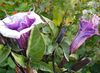 halványlila Virág Angyal Trombita, Ördög Trombita, Bőségszaru, Hamvas Csattanó Maszlag fénykép
