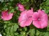 rosa Blume Jahres Malve Stieg Malve, Königliche Malven, Königlich Malve foto