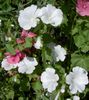 hvit Blomst Årlig Mallow, Rose Mallow, Royal Mallow, Kongelig Mallow bilde