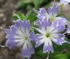 jasnoniebieski Kwiat Floks Drummonda zdjęcie