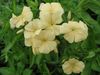 ყვითელი ყვავილების წლიური Phlox, Drummond ის Phlox ფოტო