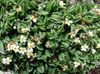 білий Квітка Ерітріхіум (Незабудочнік) фото