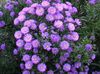 lilac Aster