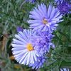 ღია ლურჯი ყვავილების Aster ფოტო