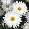bílá Květina Astra fotografie