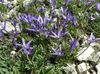 μπλε λουλούδι Asyneuma φωτογραφία