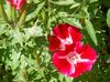 rood Bloem Atlasflower, Afscheid-To-Lente, Godetia foto