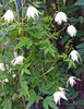 valkoinen Kukka Atragene, Pieni-Kukallinen Elämänlanka kuva