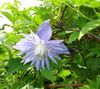 hellblau Blume Atragene, Kleinblumige Clematis foto