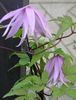 lilac Atragene, Clematis Beag-Flowered