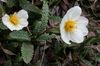 spring Avens