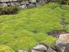 vihreä Kukka Azorella, Azorella Compacta kuva
