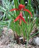 Aztec Lily, Jakobinske Lilje