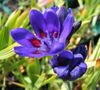 blå Bavian Blomst