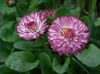 Bellis Gänseblümchen, Englisch Gänseblümchen, Rasen Gänseblümchen, Bruisewort