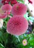 粉红色 贝利斯菊花，雏菊英语，草坪菊花，挫伤麦汁