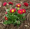 červená Kvetina Bellis Sedmokráska, Anglicky Sedmokráska, Trávnik Sedmokráska, Bruisewort fotografie