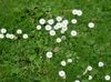 balts Zieds Bellis Margrietiņa, Angļu Margrietiņa, Zālienu Margrietiņa, Bruisewort foto