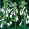 Berg Lily, Summer Hyacinth, Cape Hyacinth 