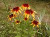 Fekete Szemű Susan, Keleti Kasvirág, Narancs Kasvirág, Mutatós Kasvirág